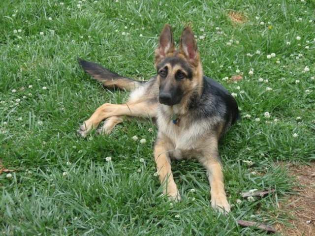 REX OWNED BY STEVE &amp; DONNA CRUNK