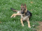 REX OWNED BY STEVE & DONNA CRUNK