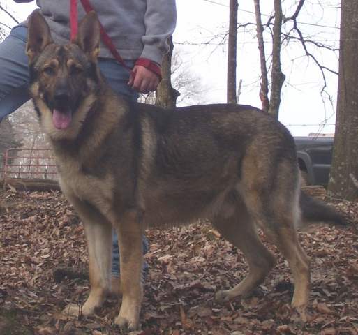 wyatt and bullet