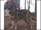 wyatt and bullet