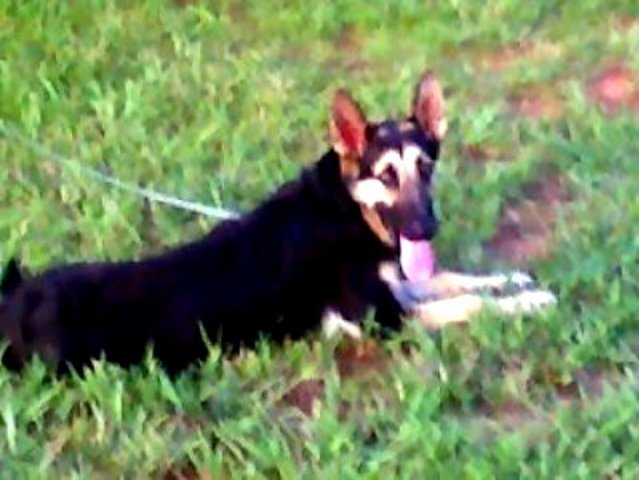 FEMALE 6 MONTH OLD. PROGENY OF LEGACY &amp; MAX