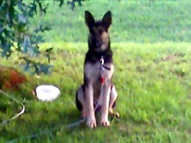 6 MONTH OLD PROGENY OF LEGACY