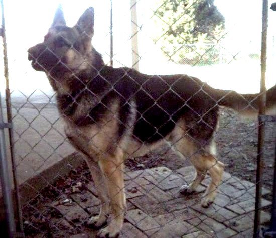 SMOKEY: OWNED BY CHRISTOPHER SWOOPES
