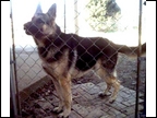 SMOKEY: OWNED BY CHRISTOPHER SWOOPES