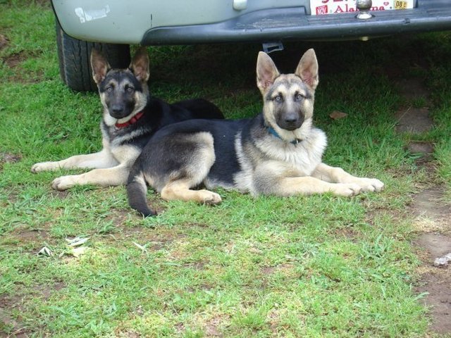 bolo &amp; shada