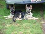 bolo & shada