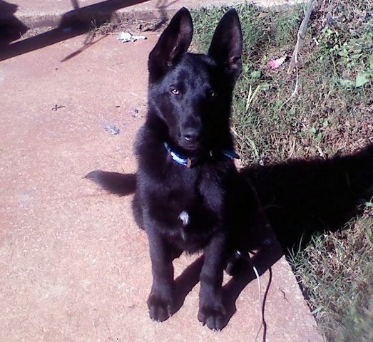maxwell's axel