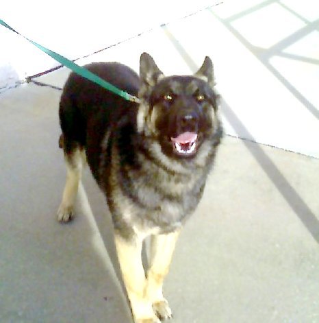 MAX OWNED BY MR. &amp; MS. TIM WHITE OF HARTSELLE, AL.
