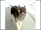 MAX OWNED BY MR. & MS. TIM WHITE OF HARTSELLE, AL.