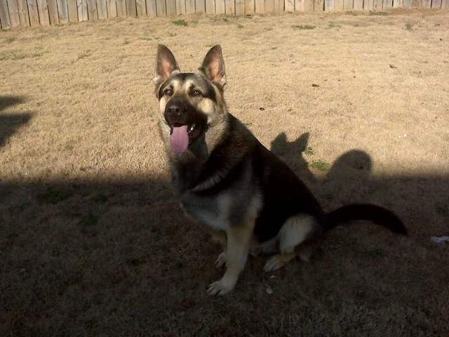 Roman