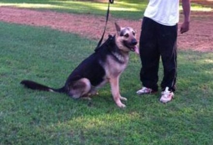 Skipper: Owned by Bobby Diggs of Courtland AL.