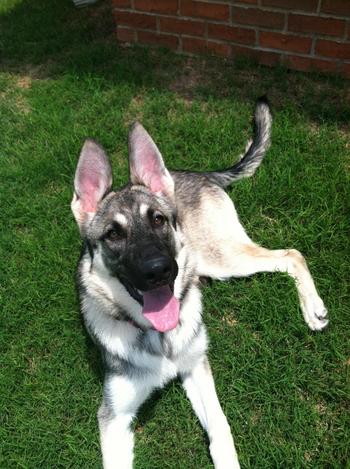 millieMillie: Owned by Bryan &amp; Leigh Ann Jasper of Athens Al