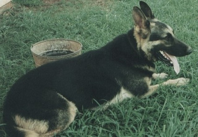 SIR CHANCELOR VON MAXWELL