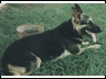 SIR CHANCELOR VON MAXWELL