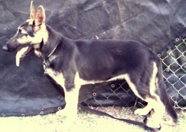 MAXWELLS VON HAMILTONS BLACK QUEEN PIC 2