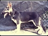 MAXWELLS VON HAMILTONS BLACK QUEEN PIC 2