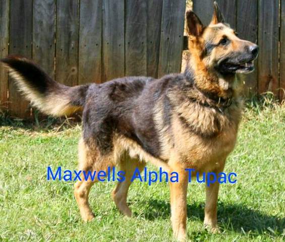 Maxwells Alpha Tupac