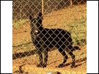 Maxwell,s Sheba von Pitts