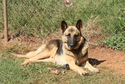 Shadows Diva Von Maxwell