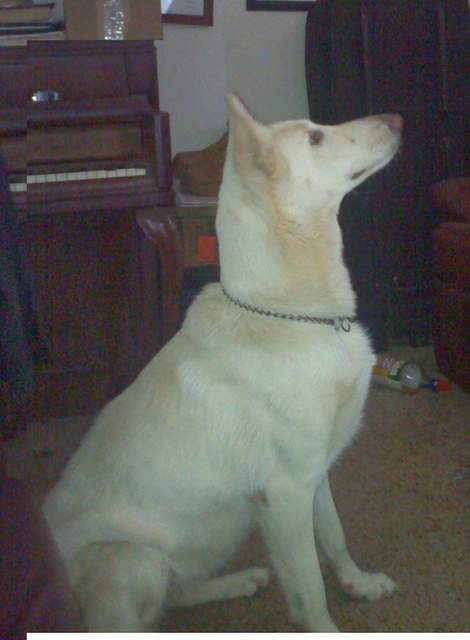 Fosters White Pearl