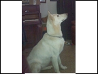 Fosters White Pearl