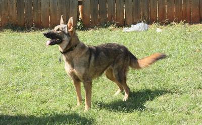 Maxwells Mia von Duke