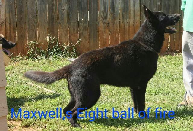 Maxwells Eight ball of fire