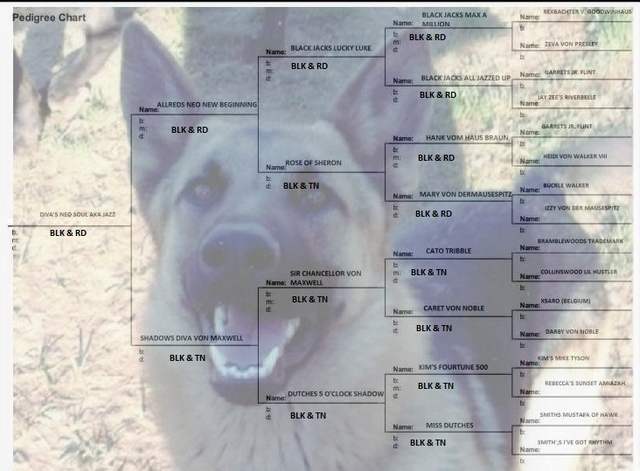 DIVA'S NEO SOUL AKA JAZZ PEDIGREE